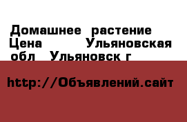 Домашнее  растение   › Цена ­ 500 - Ульяновская обл., Ульяновск г.  »    